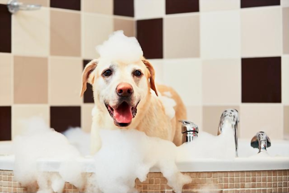 Best Dog Shampoo in India